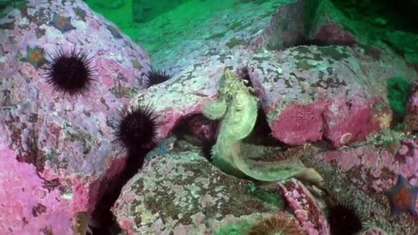 Schöne Seeigel Und Fische Unter Wasser Zeitlupe Indem Wir Dem — Stockvideo