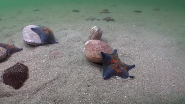 Красивая Раковина Морская Звезда Крупным Планом Песчаного Дна Водой Японского — стоковое видео