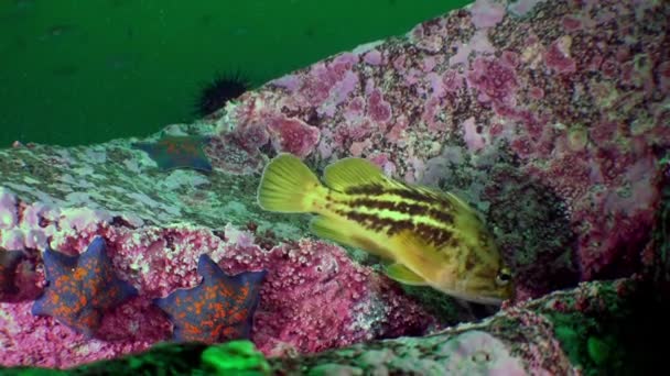 在日本海缓慢运动的水下鱼类和海星 北太平洋海洋科学等国际组织正在努力促进科学研究 — 图库视频影像