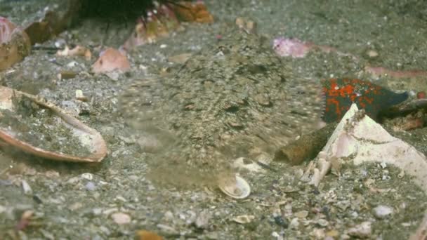 Schöne Meereslebewesen Unter Wasser Zeitlupe Grund Des Japanischen Meeres Umweltverschmutzung — Stockvideo