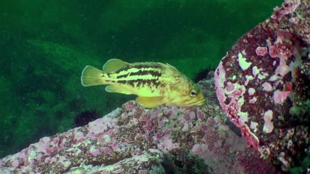 Fische Unter Wasser Zeitlupe Nahaufnahme Japanischen Meer Und Seeigel Japanisches — Stockvideo
