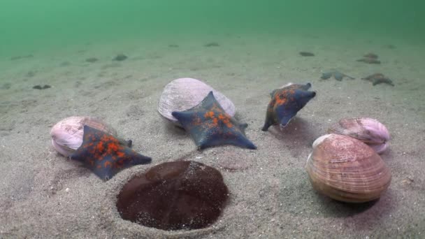 Beauty Shell Starfish Close Sandy Bottom Underwater Sea Japan Sea — Stock Video