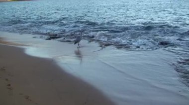 Okyanus yakınlarındaki gri balıkçıl. Gri balıkçıl, Galapagos Adaları 'na özgü büyük bir kuş türüdür. Onlar sabır ve zarafetin sembolü olarak kabul edilir..