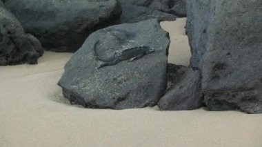 Deniz sürüngeni iguanası Galapagos Adası 'nda çakıl taşında uyukluyor. Huzurlu bir uyku, yaşam ortamında gelişmenin kanıtı, görülecek bir manzara. Deniz kertenkelesi, zengin ve çeşitli vahşi yaşamın gerçek temsilcisi..