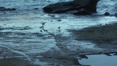 Galapagos Adaları yakınlarındaki okyanus kıyısındaki Plover kuşu. Plover kuşu balıkçıların cinsidir..