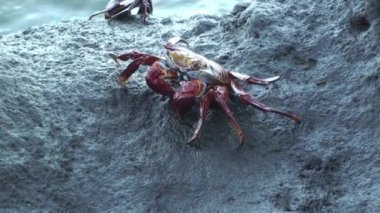 Macro video kırmızı kaya yengeci Galapagos Adaları 'nda kayanın üzerinde bulunur. Kanser ürününün bir türü olan Red Rock Yengeci, kanser türünün bir parçasıdır..