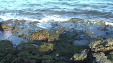 Taştan sahilde kızıl kaya yengeçleri ve Galapagos Adaları 'nda dalgalar. Kanser ürünü, yengeç cinsi, genellikle kırmızı kaya yengeci olarak bilinir..