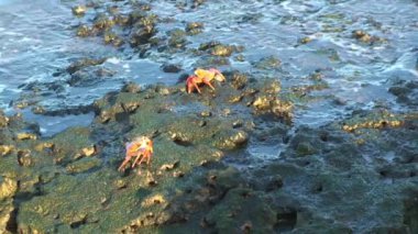 Kırmızı kaya yengeçleri Galapagos Adaları 'ndaki dalgaların yakınında taş kıyısı boyunca yürüyorlar. Kanser ürünü, yengeç cinsi, genellikle kırmızı kaya yengeci olarak bilinir..