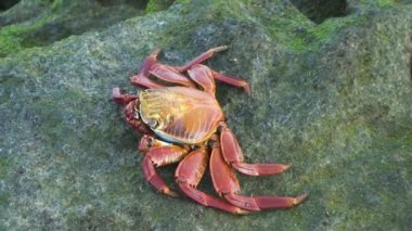 Yakın plan kırmızı kaya yengeci Galapagos Adaları 'ndaki kayaların üzerinde bulunur. Kanser ürününün bir türü olan Red Rock Yengeci, Yengeç cinsinin bir parçasıdır. Makro video biçimi.