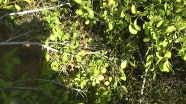 Galapagos Adaları 'nın endemik florası güneşteki farklı ve güzel bitki türlerinden oluşur..