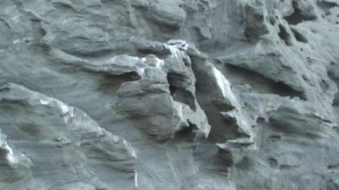 Galapagos Adaları 'ndaki taş dağda dinlenen kuş. Galapagos Adaları 'ndaki kuşlar vahşi yaşam ekosisteminin en önemli bileşenleridir..