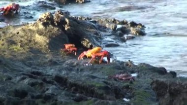 Galapagos Adaları 'ndaki taş sahilinde bir grup kırmızı kaya yengeci. Kanser ürünü, yengeç cinsi, genellikle kırmızı kaya yengeci olarak bilinir..