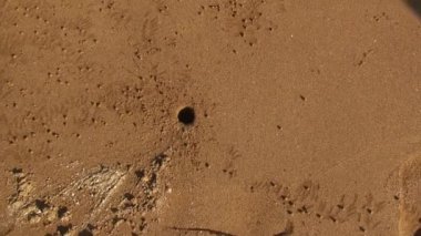 Volkanik kum, Galapagos Adaları 'nın jeolojisinin eşsiz ve önemli bir yönüdür. Adalardaki kum temel olarak bazalt ve sünger taşı içeren volkanik minerallerden oluşur ve renk olarak koyu renklidir..