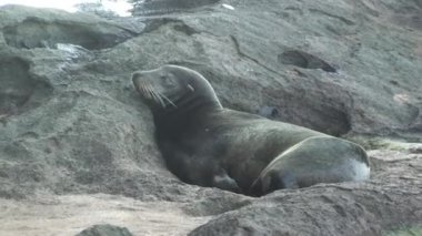 Deniz aslanı, Galapagos Adaları 'ndaki taşlarda sessizce uyur. Huzurlu uyku foku sarar, engebeli yere konur. Muhteşem hayvan dingin ve dinç bir uykuya dalıyor..
