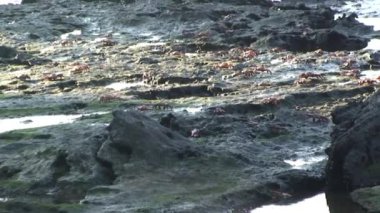 Büyük bir kızıl kaya yengeci kolonisi Galapagos Adaları 'nda taş kıyılarında yürüyor. Kanser ürünü, yengeç cinsi, genellikle kırmızı kaya yengeci olarak bilinir..