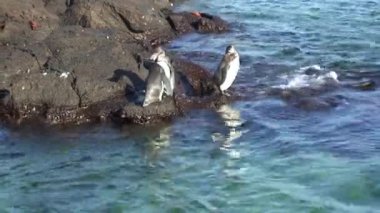 Pasifik Okyanusu 'nun kayalık sahillerindeki Galapagos pelikanları. Galapagos Pelikanı beyaz tüyleri, siyah uçlu kanatları ve kendine özgü gagasıyla nefes kesici bir kuştur. Bu pelikan dünyanın en büyük kuşlarından biridir..