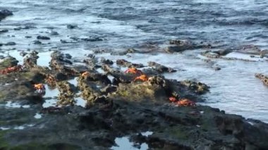Galapagos Adaları 'ndaki taştan kıyılarda yürüyen kızıl kaya yengeci kolonisi. Kanser ürünü, yengeç cinsi, genellikle kırmızı kaya yengeci olarak bilinir..