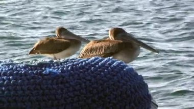 Galapagos pelikanları su yüzeyine yakın lastik teknenin kenarında otururlar. Galapagos Pelikanı adanın ekosisteminin önemli bir parçasıdır ve orada bulunan eşsiz ve çeşitli vahşi yaşamın sembolü olarak hizmet verir..