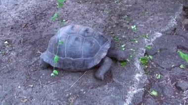 Dev Eski Endemik Kaplumbağa Dev Aldabra yiyecek aramak için Kuzey Seymour Darwin Galapagos Adalarında Yeşillikler Arasında Kameraya Doğru Yürüyor. Pasifik Okyanusunun Vahşi Hayatı.