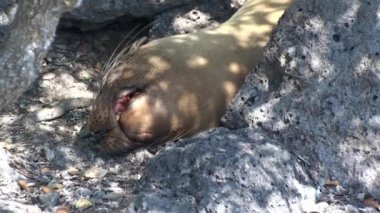 Yeşil iguana, Kuzey Seymour Darwin Galapagos Adaları 'nın Yeşil Vejetaryen Toprakları' nda dinlenen ve kaktüs yiyen Amerikan iguanası olarak da bilinir. Pasifik Okyanusunun Vahşi Hayatı.