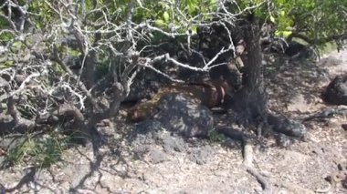 Yeşil iguana, Kuzey Seymour Darwin Galapagos Adaları 'nın Yeşil Vejetaryen Toprakları' nda dinlenen ve kaktüs yiyen Amerikan iguanası olarak da bilinir. Pasifik Okyanusunun Vahşi Hayatı.