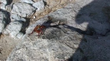 Galapagos Adaları 'nda kaya üzerinde yürüyen kırmızı kaya yengeci. Kırmızı kaya yengeci olarak da bilinen kanser, yengeç cinsinde bir yengeç türüdür..