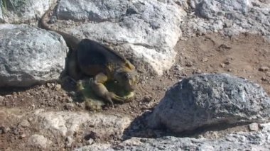 Yeşil iguana, aynı zamanda Amerikan iguanası olarak da bilinir Kuzey Seymour Darwin Galapagos Adaları 'nın Yeşil Vejetaryen Toprakları' nda yiyecek arıyor. Pasifik Okyanusunun Vahşi Hayatı.