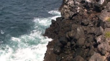 Galapagos Adaları 'nın vahşi, fantastik Pasifik kıyılarında dalgalar dövüyor. Pasifik Okyanusu ve Galapagos Adaları nefes kesen vahşi yaşam için muhteşem bir ortam sağlar..