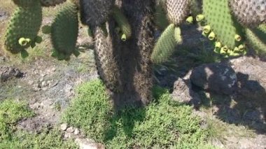 Yeşil iguana, Kuzey Seymour Darwin Galapagos Adaları 'nın Yeşil Vejetaryen Toprakları' nda dinlenen ve kaktüs yiyen Amerikan iguanası olarak da bilinir. Pasifik Okyanusunun Vahşi Hayatı.