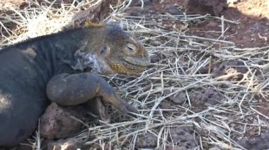 Yeşil iguana, aynı zamanda Amerikan iguanası olarak da bilinir Kuzey Seymour Darwin Galapagos Adaları 'nın Yeşil Vejetaryen Toprakları' nda yiyecek arıyor. Pasifik Okyanusunun Vahşi Hayatı.