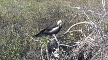 Galapagos Adaları 'nda bir çift barışçıl kuşu yakından çekmişler. Galapagos Adaları 'ndaki kuşlar vahşi yaşam ekosisteminin en önemli bileşenleridir..