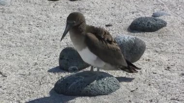 Galapagos Adaları 'nda kuşlara yakın çekim. Galapagos Adaları 'ndaki kuşlar vahşi yaşam ekosisteminin en önemli bileşenleridir..