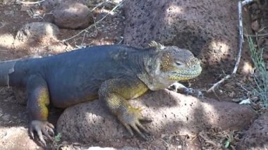 Yeşil iguana, aynı zamanda Amerikan iguanası olarak da bilinir Kuzey Seymour Darwin Galapagos Adaları 'nın Yeşil Vejetaryen Toprakları' nda yiyecek arıyor. Pasifik Okyanusunun Vahşi Hayatı.