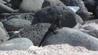 Kertenkele iguana adanın kayalık sahillerinde gezinirken görüldü. Büyüleyici yaratıklar zorlu, tuzlu suya uyum sağladılar ve adayı yuvaları yaptılar..