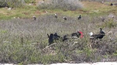 Galapagos Adaları 'ndaki muhteşem fırkateyn grubu. Bu firkateyn kuşu türü parlak kırmızı kesesi ve parlak siyah tüyleriyle çarpıcı görünüşüyle tanınır..