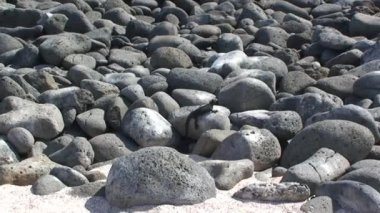 Galapagos adalarındaki taşların üzerinde deniz iguanası var. Görkemli ve benzersiz deniz iguanası kayalık kayaların üzerinde görüldü çarpıcı adanın resimli plajında..