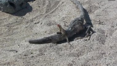 Taş renkli kertenkele iguanası kumlu sahilde kurumuş kütüğün üzerinde oturur. Kertenkele çalıların yanındaki adanın beyaz kumunda güneşleniyor. Küçük iguana kumsalda uzanır sonraki yeşil bitkiler.