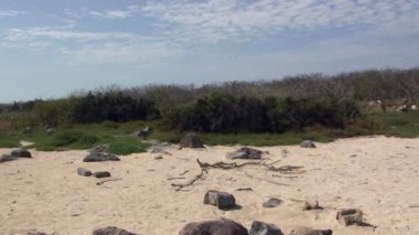 Galapagos Adaları ve Pasifik Okyanusu vahşi yaşam manzarası. Galapagos Adaları ve Pasifik Okyanusu inanılmaz vahşi yaşam manzarası için nefes kesici bir zemin sunuyor..