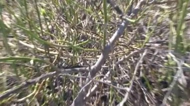 Galapagos Çekirgesi Galapagos adasında kuru bir dala tünemişti. Dev uzun bacaklı çekirge. Dünyanın en büyüklerinden biri..