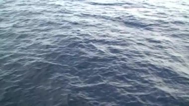 Galapagos Adaları Pasifik Okyanusu 'nun su yüzeyi. Pasifik Okyanusu ve Galapagos Adaları nefes kesen vahşi yaşam için muhteşem bir ortam sağlar..