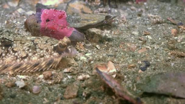 Риба Під Водою Повільному Русі Крупним Планом Японському Морі Внизу — стокове відео