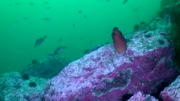Yavaş Çekim Parlak Kırmızı Ascidiyi Japon Denizi Balığını Altında Ortaya — Stok video