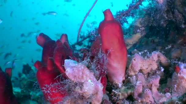 迷人的慢动作镜头 色彩艳丽的红色天冬葵和日本海的鱼 尽管作出了这些努力 但仍有许多工作要做 以确保日本海的长期健康和可持续性 — 图库视频影像