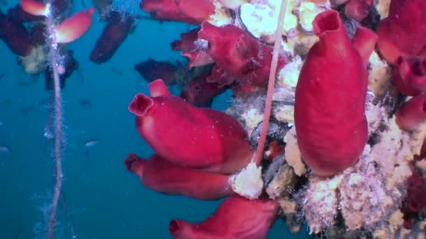 Sakte Film Fanger Slående Rød Ascidia Fisk Japanhavet Tillegg Arbeider – stockvideo