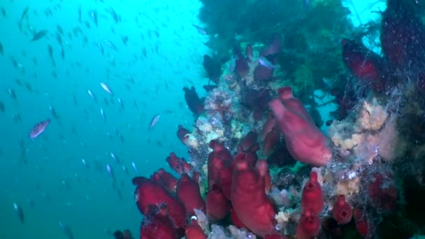 Zpomalený Pohyb Odhaluje Barevné Zobrazení Červené Ascidie Ryb Japonském Moři — Stock video