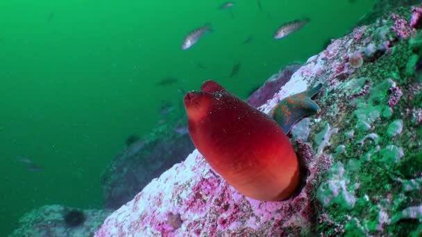 Slow Motion Toont Veelkleurige Rode Ascidia Vissen Japanse Zee Onder — Stockvideo