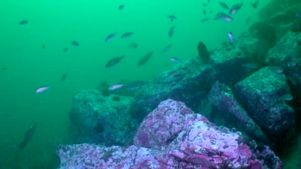 Fische Unter Wasser Zeitlupe Nahaufnahme Japanischen Meer Dieses Meer Ist — Stockvideo