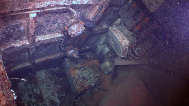 Cabina Submarina Barco Hundido Mar Japón Cámara Lenta Peces Continuando — Vídeos de Stock