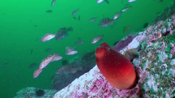 Capturado Cámara Lenta Mar Japoneses Sorprendentemente Rojo Ascidia Peces Contaminación — Vídeos de Stock