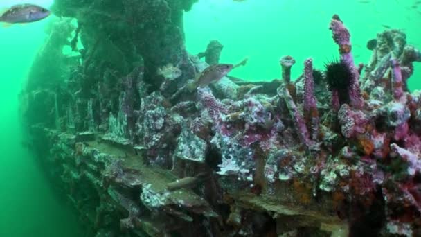 Colorido Mundo Submarino Barco Hundido Con Erizos Mar Peces Mar — Vídeo de stock